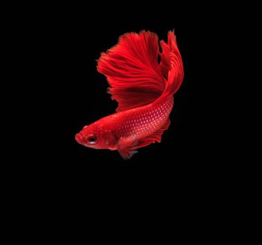 Renkli Siyam Balığı