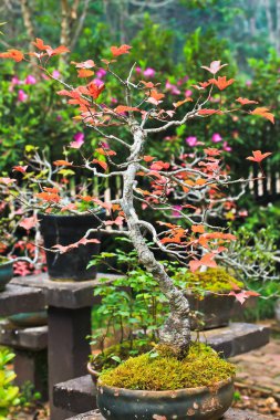 Bonsai ağacı akçaağaç