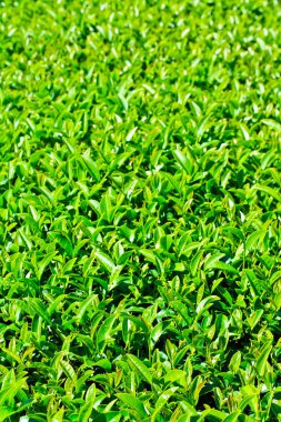 çay plantasyon paterni