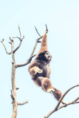 Beyaz yanaklı gibbon 