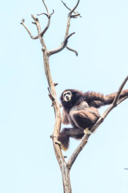 Beyaz yanaklı gibbon 