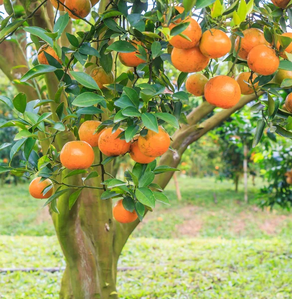 Pomarańczowe drzewo z dojrzałymi pomarańczami — Zdjęcie stockowe