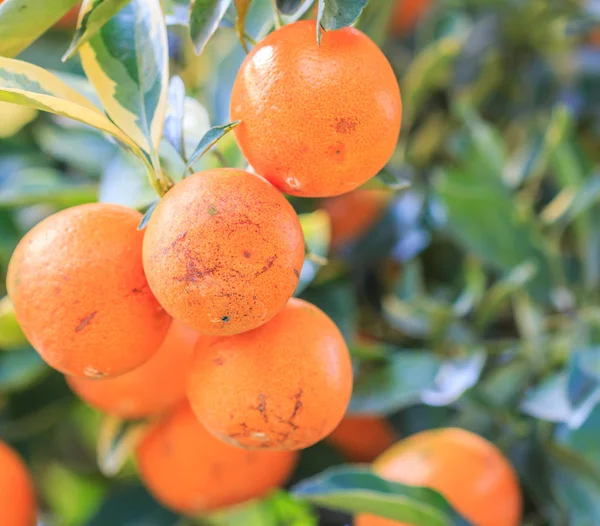 Orangenbaum mit reifen Orangen — Stockfoto