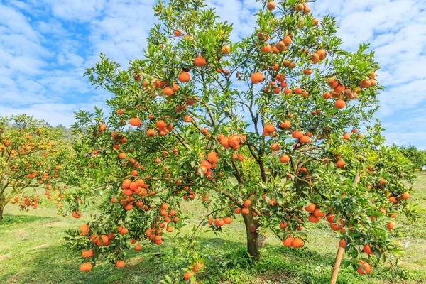 Pomarańczowe drzewa w parku — Zdjęcie stockowe