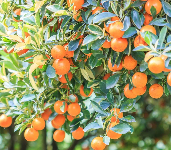 Arancio con arance mature — Foto Stock