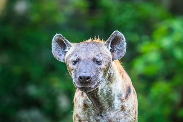 Hiena en la naturaleza salvaje — Foto de Stock