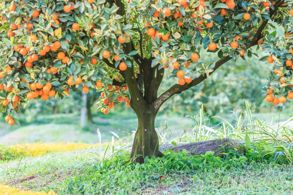 Pomarańczowe drzewo z dojrzałymi pomarańczami — Zdjęcie stockowe
