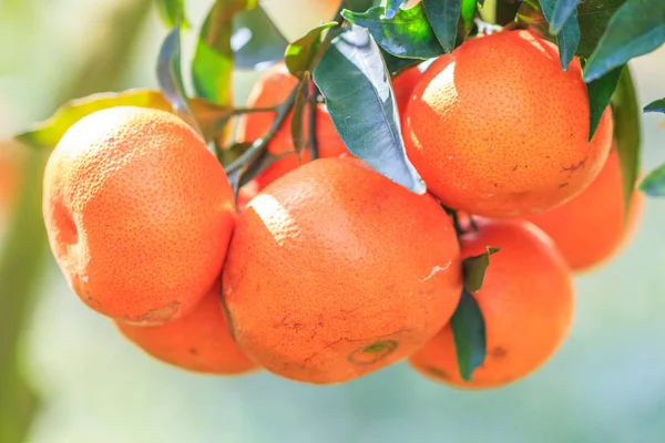 Orangenbaum mit reifen Orangen — Stockfoto