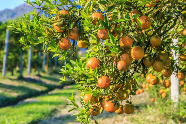 Pomarańczowe drzewo z dojrzałymi pomarańczami — Zdjęcie stockowe