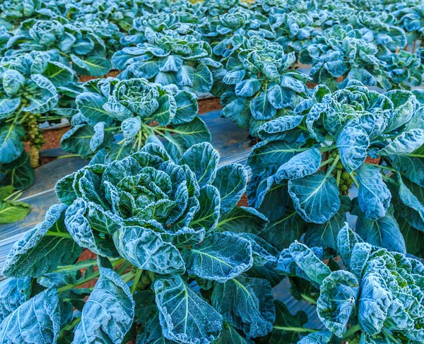 Frosted vegetables in field — Stock Photo, Image