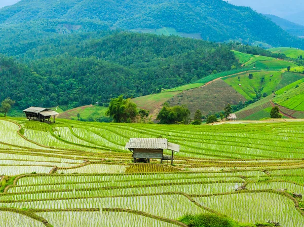 pirinç alan pa pong pieng içinde