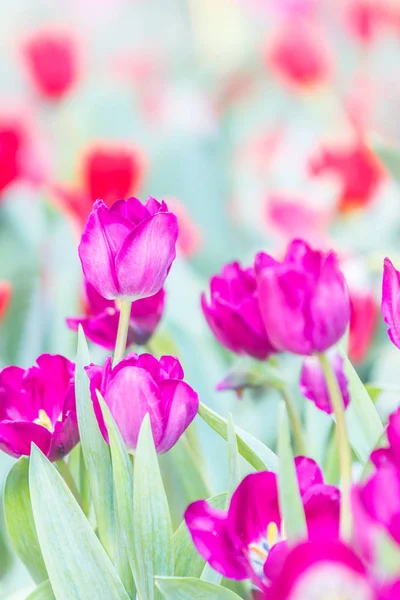 Vackra färgglada tulpaner — Stockfoto