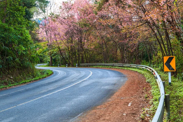 Blossom sakura on road — Stock Photo, Image