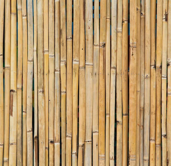 Närbild av torkad bambu — Stockfoto
