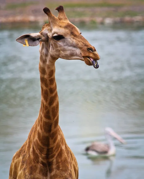 Hermosa jirafa en el zoológico — Foto de Stock