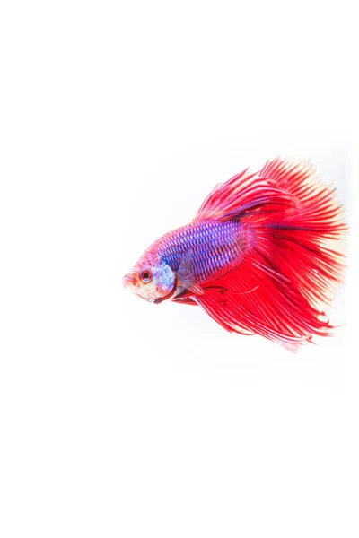 Färgglada fighting fisk — Stockfoto