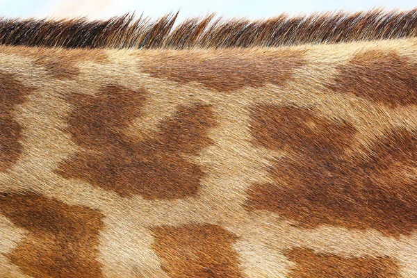 Wzór tekstury żyrafa — Zdjęcie stockowe