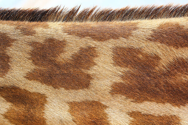 Giraffe texture pattern