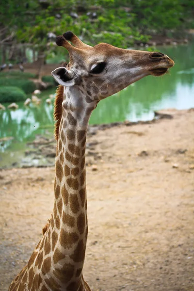 Красивый жираф в зоопарке — стоковое фото