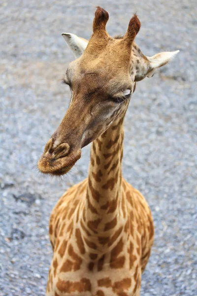 Beautiful Giraffe at zoo — Stock Photo, Image