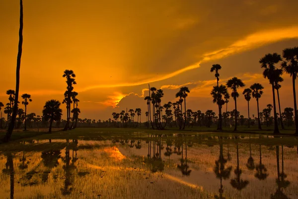 Zonsondergang Paddy in thailand — Stockfoto