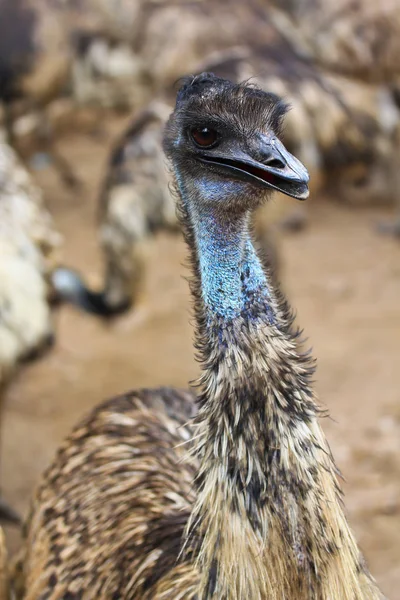 Pták EMU v zoo — Stock fotografie