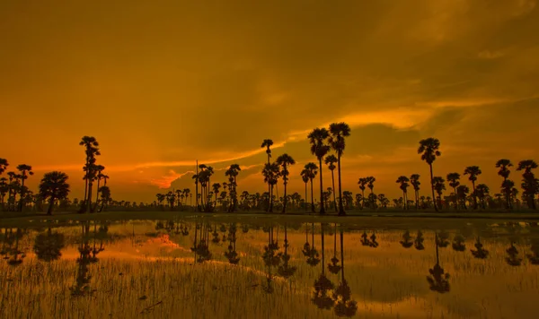 Sunset Paddy i thailand — Stockfoto