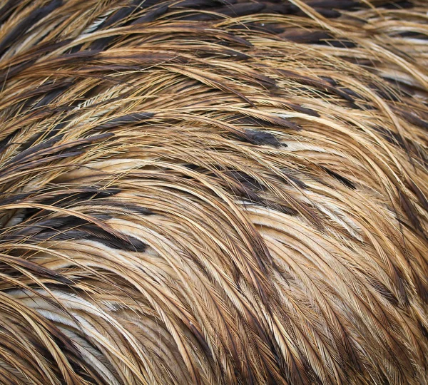 Emu ptak tekstura — Zdjęcie stockowe