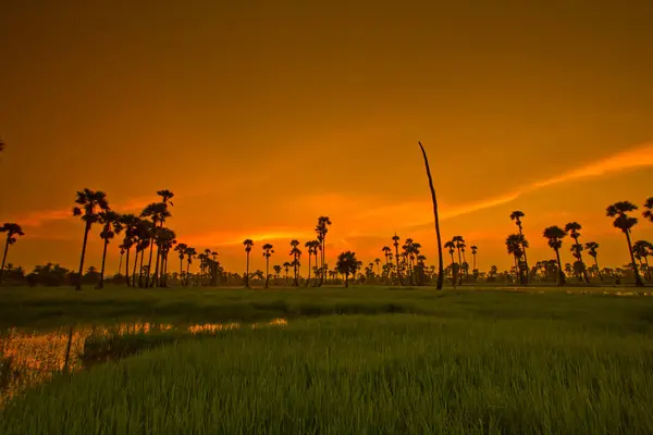 Sonnenuntergang Reis in Thailand — Stockfoto