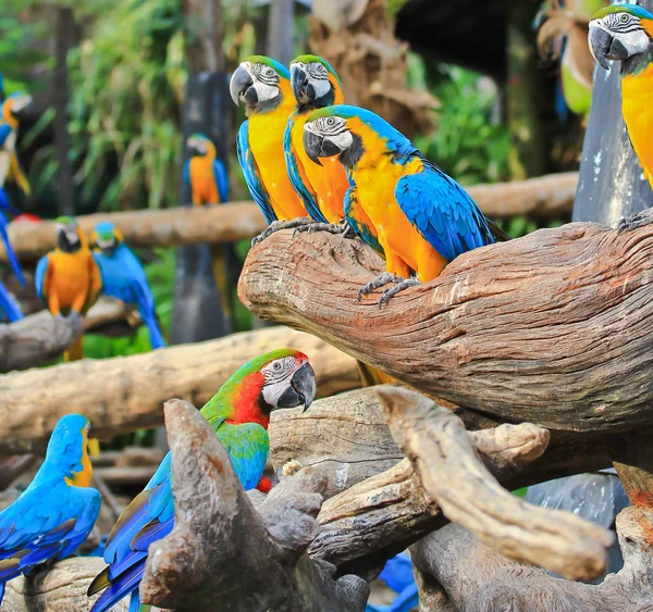 Färgglada Ara papegojor — Stockfoto