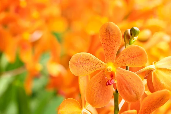 Sfondo dei fiori del Orchid — Foto Stock