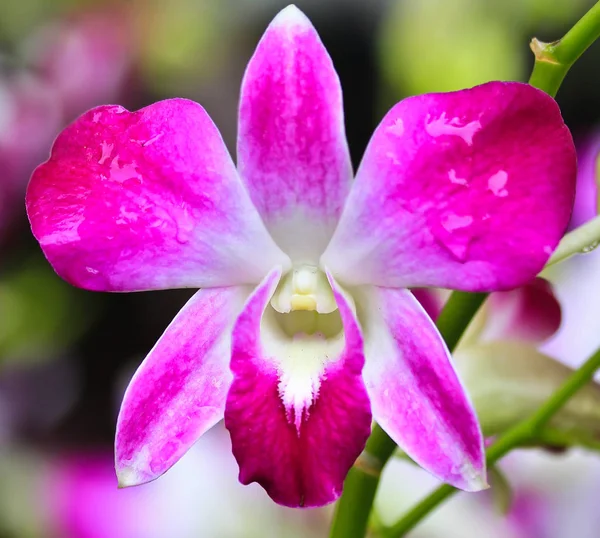 Orchidej květina v Thajsku — Stock fotografie