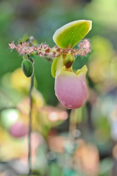 Flor de orquídea na Tailândia — Fotografia de Stock