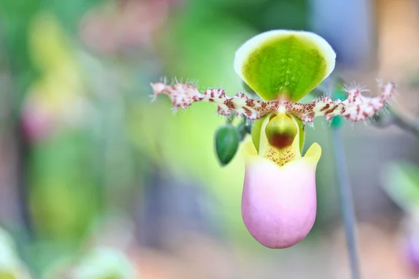 Orkidé i thailand — Stockfoto