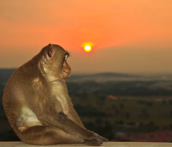 Mono sobre fondo del atardecer — Foto de Stock