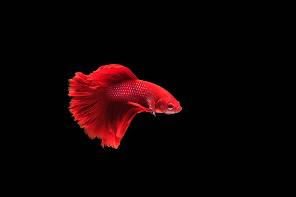 Coloridos peces de lucha — Foto de Stock