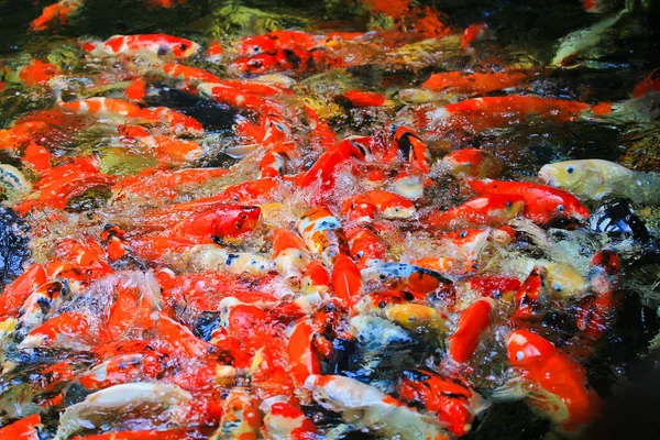 Koi vissen in het water — Stockfoto