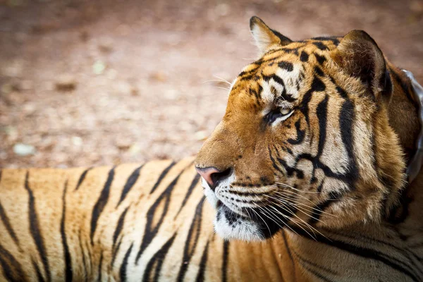 Wild mooie tijger — Stockfoto