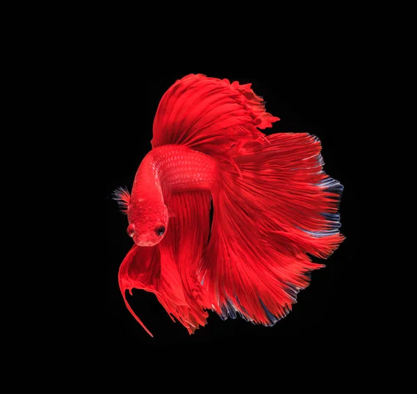 Peixe de combate colorido — Fotografia de Stock