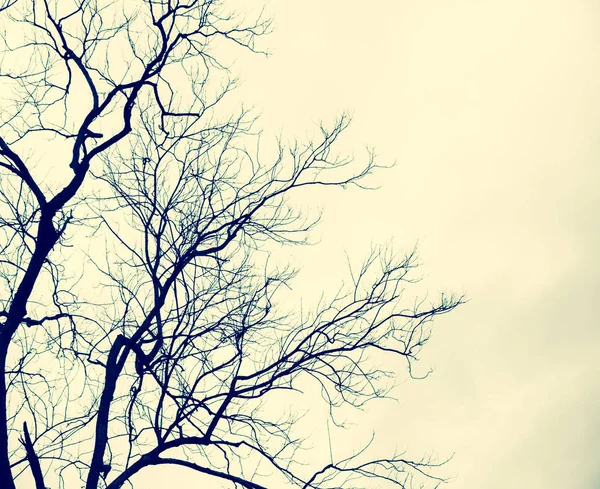 Μαύρο νεκρά δέντρα — Φωτογραφία Αρχείου