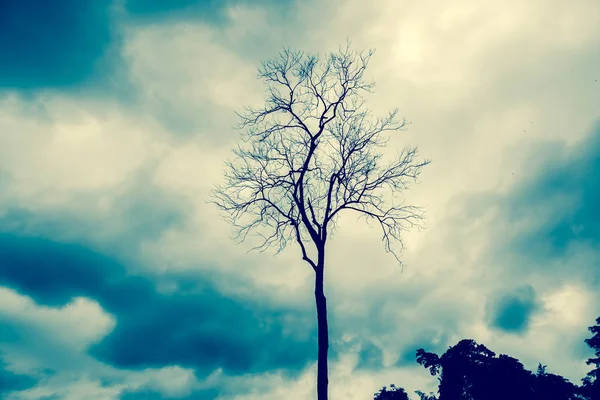 Черное мертвое дерево — стоковое фото