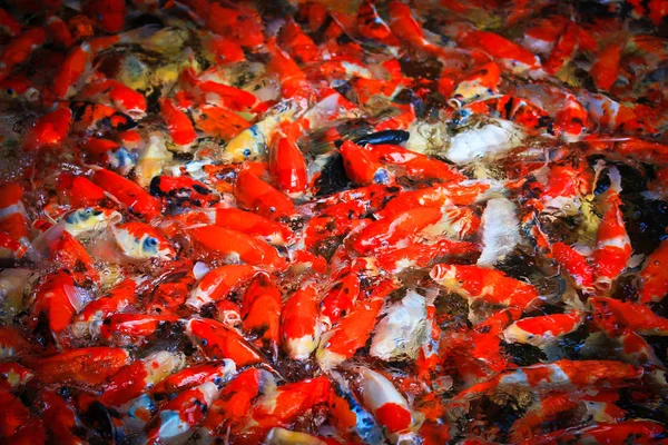 Poissons koï dans l'eau — Photo