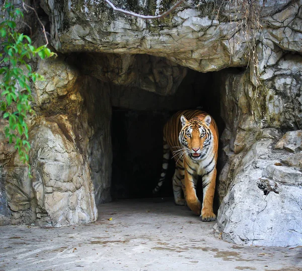 Vilda vackra tiger — Stockfoto