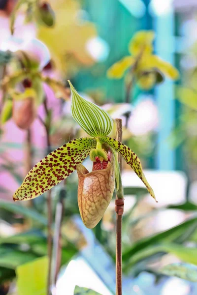 Fiori di orchidea in Thailandia — Foto Stock