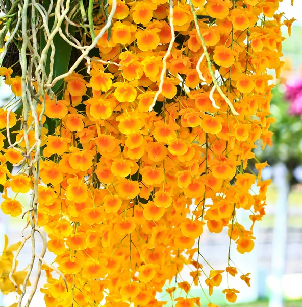 Orchid flowers background — Stock Photo, Image