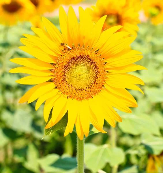 Vacker gul solros — Stockfoto