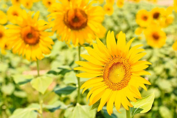 Beautiful yellow Sunflowers — Stock Photo, Image