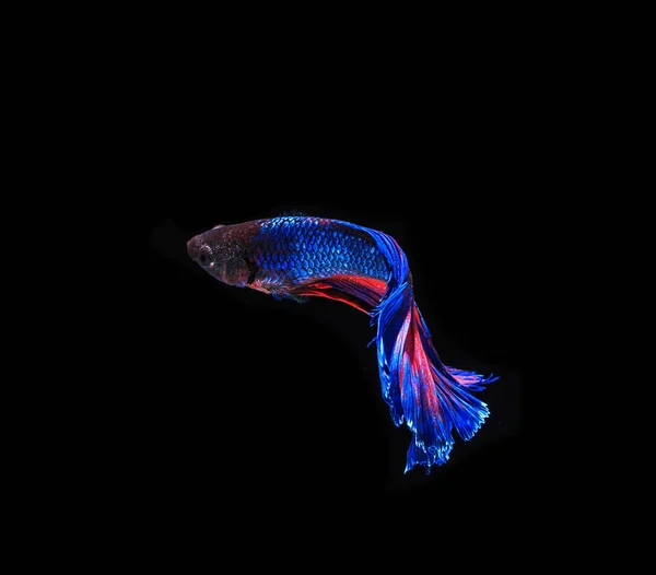 Peixe de combate colorido — Fotografia de Stock