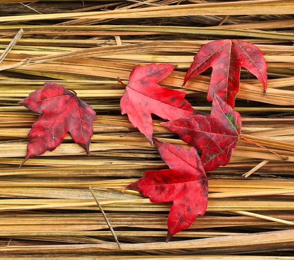 Red Maple Leaves — Stock Photo, Image