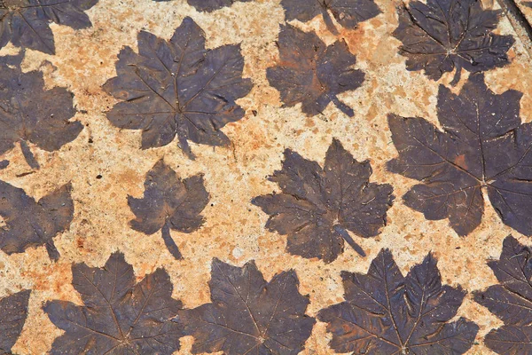 Dry autumn leaves on mortar — Stock Photo, Image